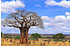 Affenbrotbaum (Giant Baobab)i - Adansonia grandidier (4)