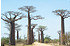 Afrikanische Affenbrotbaum (Baobab) - Adansonia digitata (4)