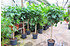 Aralie (Strahlenaralie) - Schefflera arboricola (4)