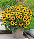 Balkon-Sonnenblume SunBelievable®, 1 Pflanze (4)