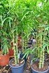 Bambus (Buddhas Bauch Bambus) - Bambusa ventricosa (4)