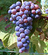 Beeren-Sortiment "Weintraube, Heidelbeere, Himbeere",3 Pflanzen (4)