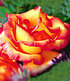 Delbard Kletter-Rose "Parure d'or®",1 Pflanze (4)