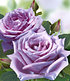 Delbard Parfum-Rose "Mamy Blue®",1 Pflanze (4)