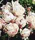 Delbard Rose der Liebe "Madame Figaro®",1 Pflanze (4)