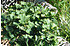 Ginkgo (Fächerblattbaum, Mädchenhaarbaum) (4)