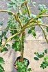 Hängender Erbsenstrauch (Pendula) - Caragana arborescens Pendula (4)