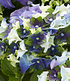 Hortensie "Lady Mata Hari® Blue",1 Pflanze (4)