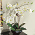 Kunstpflanze Orchideentopf Modern (4)