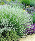 Lavendel-Kollektion,9 Pflanzen (4)
