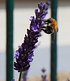 Lavendel "Phenomenal®", 3 Pflanzen (4)