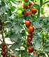 Lieblings-Tomate "Venusbrust",1 Pflanze (4)