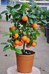 Limettenbaum (Rangpur Limette, Lima rossa) - Citrus limonia Osbeck (4)