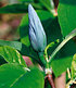 Magnolien-Sortiment zum Vorteilspreis,2 Pflanzen (4)