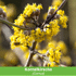 Mein schöner Garten Bienen- und Vogelfreundliche Nährgehölzhecke 'Futtermagnet' 5er-Set (4)
