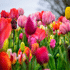 Mein schöner Garten Blumenzwiebel Tulpen-Mix 'Triumph' (4)