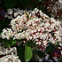 Mein schöner Garten Glanzmispel 'Carré Rouge' 6 Pflanzen (3)