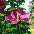 Mein schöner Garten Hibiskus 3er-Set 'Summer Nights' (5)
