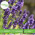 Mein schöner Garten Lavendel Angustifolia Set (4)