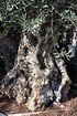 Olivenbaum (Hojiblanca) frosthart - Olea europea Hojiblanca (4)