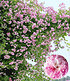 Rambler-Rose "Paul's Himalayan Musk Rambler",1 Pflanze (3)