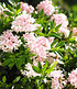 Rhododendron "Nugget by Bloombux®", 1 Pflanze (4)