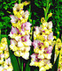 Riesen-Gladiolen-Kollektion,40Zwiebeln Gladiolus Mischung (4)