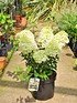 Rispen-Hortensie Bobo ® - Hydrangea paniculata Bobo (2)