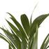 Sense of Home XL Zimmerpflanze Kentiapalme (3)