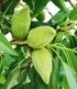 Süß-Mandel "Nut Me® Almond",1 Pflanze (4)