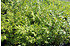 Tausendblütenstrauch, Bienenbaum, Honigesche, Duftesche (4)