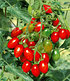 Veredelte Pflaumen-Tomate "Trilly" F1,2 Pflanzen (4)