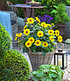 Winterharte Sonnenblume "SunCatcher®",1 Pflanze (4)