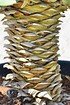 Yucca gloriosa (Kerzen-Palmlilie) - Yucca gloriosa (4)