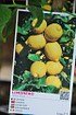 Zitronenbaum (Spanische Zitrone) - Citrus limon Eureka (4)