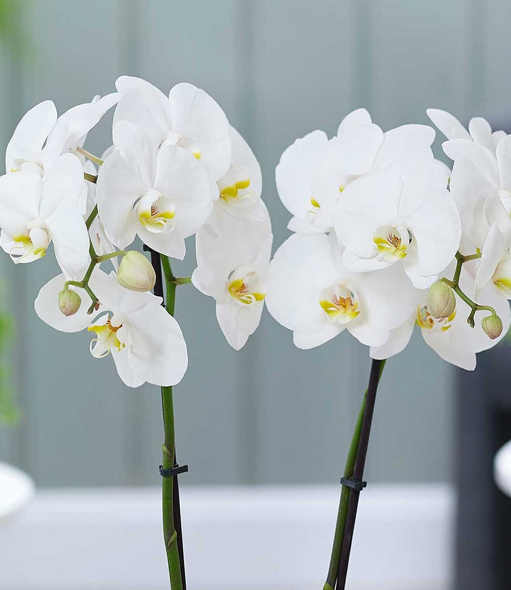 50 bis 70cm groß Schmetterlingsorchidee wunderschöne blühende Tischpflanzen Blumen Geschenkset Naturprodukt 1, Orchideen Clips 50er Pack echte Phalaenopsis Orchideen mit Übertopf 2 Triebe 