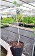 Affenbrotbaum (kleiner Baobab) - Adansonia rubrostipa (3)