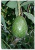 Avocado Persea americana ´Hass` (3)
