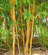 Bambus-Raritäten Kollektion,2Pflanzen (3)