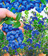Beeren-Sortiment "Weintraube, Heidelbeere, Himbeere",3 Pflanzen (3)