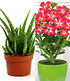 BIO-Aloe vera & Wüstenrose rot zum Vorteilspreis,2 Pflanzen (3)