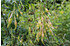 Blütenstrauch Goldregen'Vossii' (3)