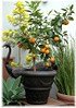 Blutorange Citrus sinensis ´Sanguinello` (3)