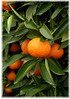 Clementine Citrus clementina (3)
