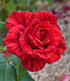 Delbard Edel-Rose "Red Intuition®",1 Pflanze (3)