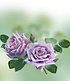 Delbard Parfum-Rose "Mamy Blue®",1 Pflanze (3)