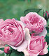 Delbard Rose der Liebe "Souvenir de Louis Amade®",1 Pflanze (3)