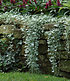 Dichondra "Silver Falls",3 Pflanzen Hängepflanze für Balkon (3)