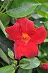 Dipladenie (Spalier rot) - Dipladenia Sundaville Red (3)