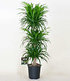 Dracaena reflexa "3 Etagen"ca 90 cm hoch,1 Pflanze (3)
